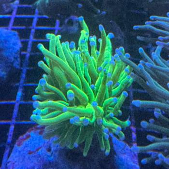 Fimbriaphyllia / Euphyllia glabrescens - Real Holy Grail - WYSIWYG